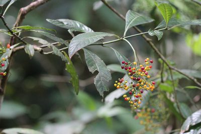 Psychotria marginata, photographed by Rob Foster