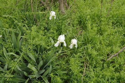 Iris × florentina, photographed by Eric Knight