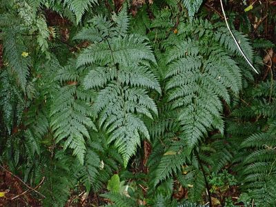 Dennstaedtia novae, photographed by John Steel