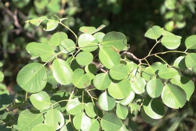 Pterocarpus rotundifolius, photographed by Tony Rebelo