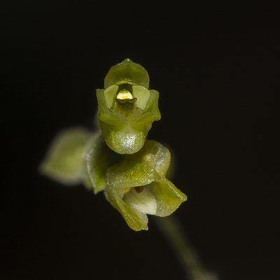 Porpax exilis, photographed by S.MORE