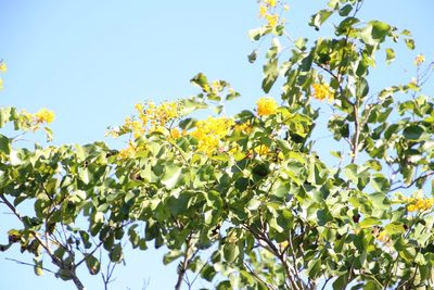 Pterocarpus rotundifolius, photographed by Tony Rebelo