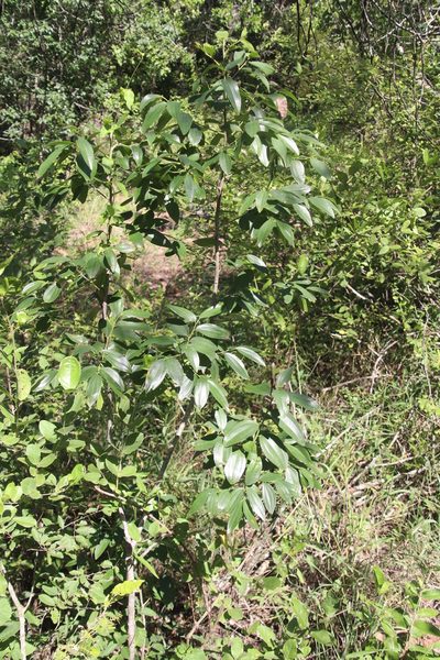Ziziphus rivularis, photographed by Tony Rebelo