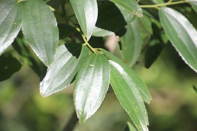 Ziziphus rivularis, photographed by Tony Rebelo