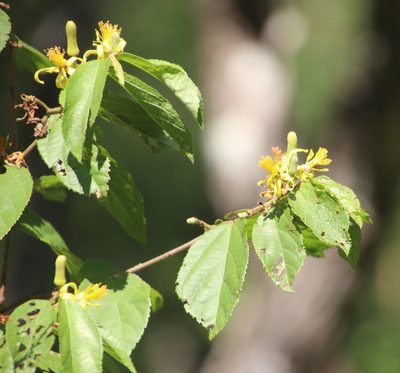 Grewia flavescens, photographed by Tony Rebelo