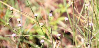 Emilia transvaalensis, photographed by Tony Rebelo