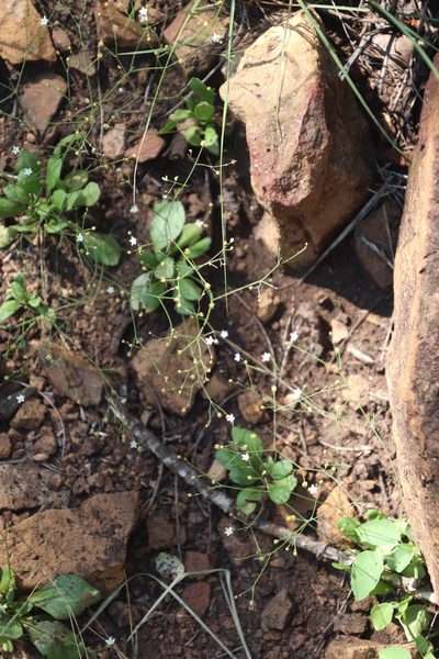 Paramollugo nudicaulis, photographed by Tony Rebelo