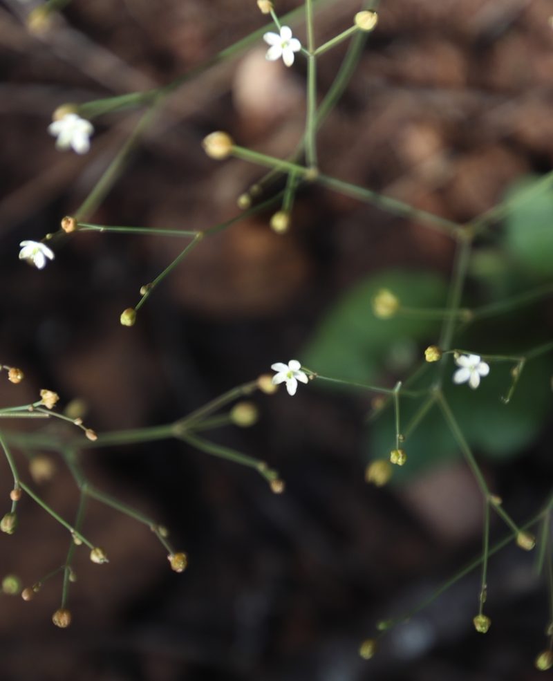 Paramollugo nudicaulis, photographed by Tony Rebelo