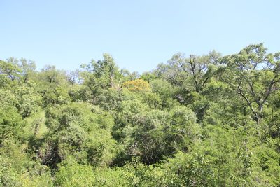 Pterocarpus rotundifolius, photographed by Tony Rebelo
