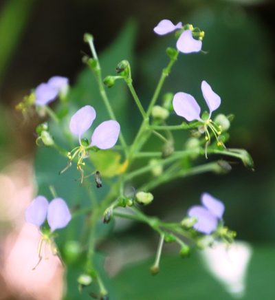 Aneilema dregeanum, photographed by Tony Rebelo