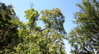 Terminalia phanerophlebia, photographed by Tony Rebelo