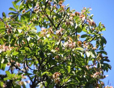 Terminalia phanerophlebia, photographed by Tony Rebelo