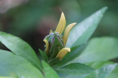 Anisotes longistrobus, photographed by Tony Rebelo