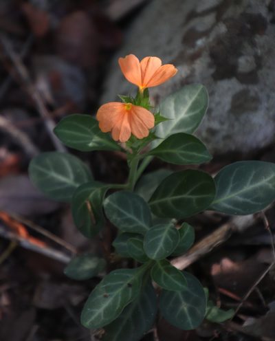 Crossandra fruticulosa, photographed by Tony Rebelo