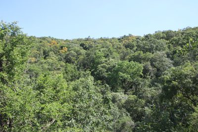 Pterocarpus rotundifolius, photographed by Tony Rebelo