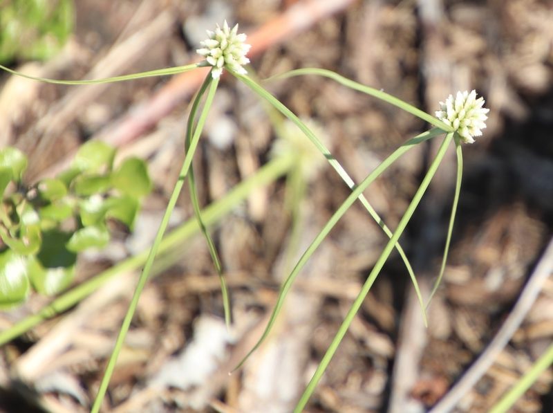 Cyperus dubius, photographed by Tony Rebelo