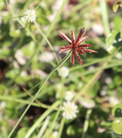 Cyperus semitrifidus, photographed by Tony Rebelo