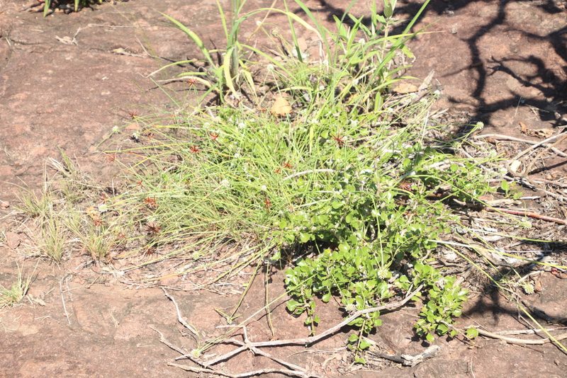 Cyperus semitrifidus, photographed by Tony Rebelo