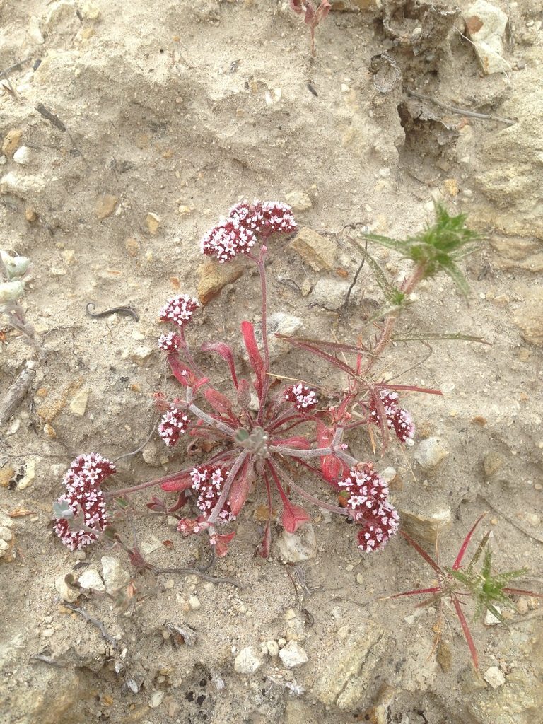 Chorizanthe wheeleri, photographed by Adam J. Searcy