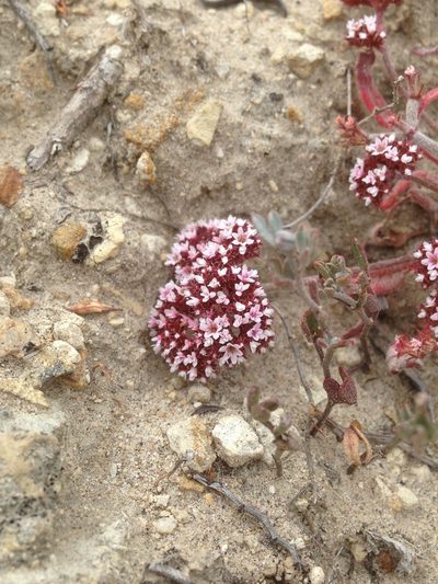 Chorizanthe wheeleri, photographed by Adam J. Searcy