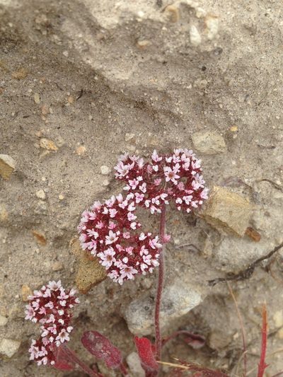 Chorizanthe wheeleri, photographed by Adam J. Searcy
