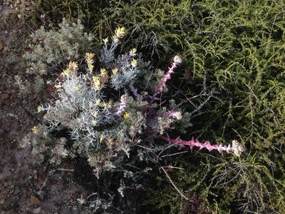 Castilleja hololeuca, photographed by Adam J. Searcy