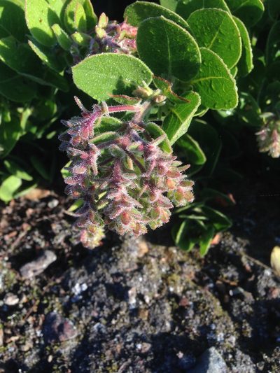 Arctostaphylos confertiflora, photographed by Adam J. Searcy