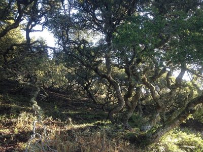 Quercus pacifica, photographed by Adam J. Searcy