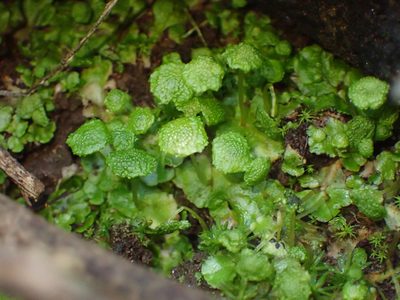 Cryptomitrium tenerum, photographed by George Williams