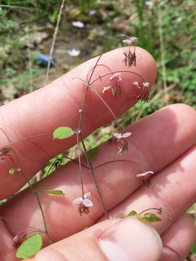 Thalictrum debile, photographed by Will McFarland