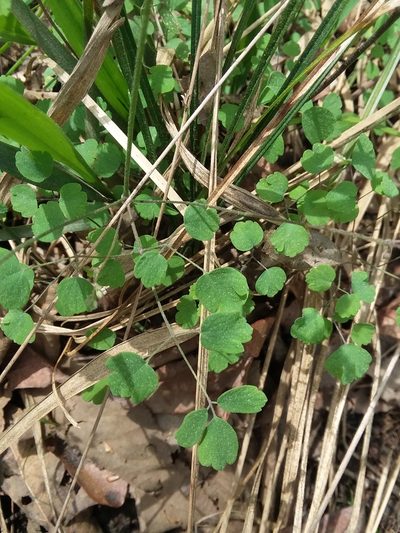 Thalictrum debile, photographed by Will McFarland