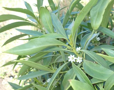 Myoporum sandwicense, photographed by Roger Rittmaster