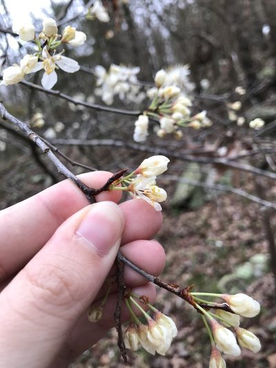 Prunus munsoniana, photographed by Blake Bringhurst