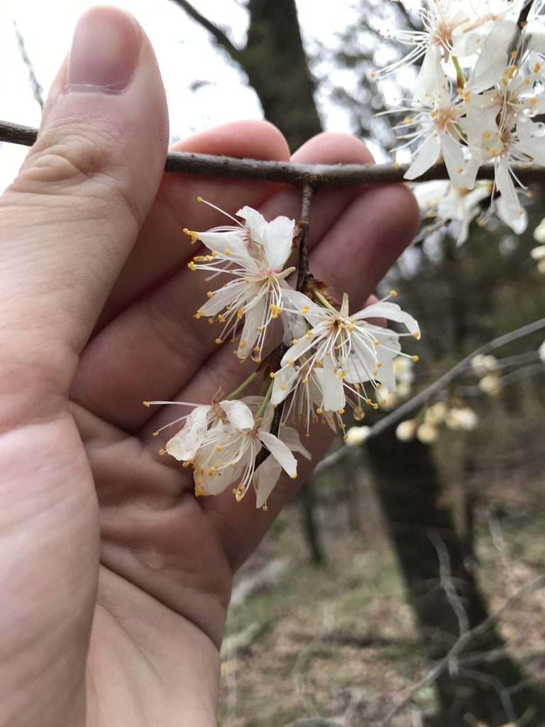 Prunus munsoniana, photographed by Blake Bringhurst