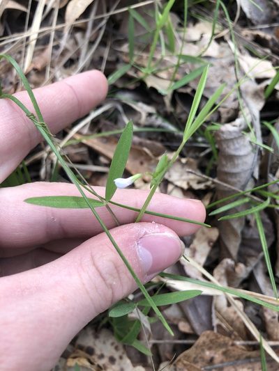 Lathyrus pusillus, photographed by John Kees