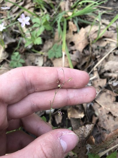 Thalictrum debile, photographed by John Kees