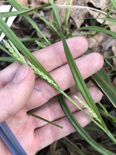 Carex flaccosperma, photographed by John Kees