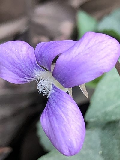Viola missouriensis, photographed by John Kees