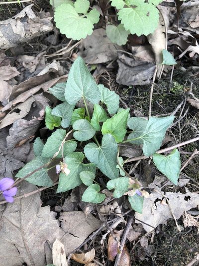 Viola missouriensis, photographed by John Kees