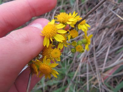 Packera plattensis, photographed by Seth G. Breeding