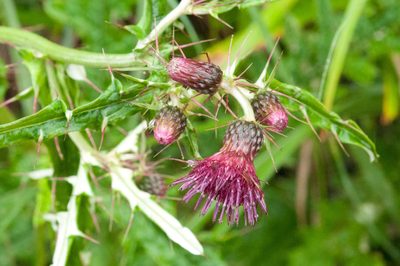 Cirsium suzukii, photographed by Cheng-Tao Lin