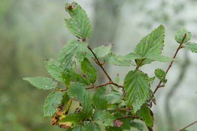 Viburnum erosum, photographed by Cheng-Tao Lin