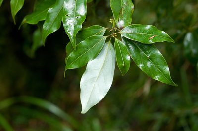 Neolitsea variabillima, photographed by Cheng-Tao Lin