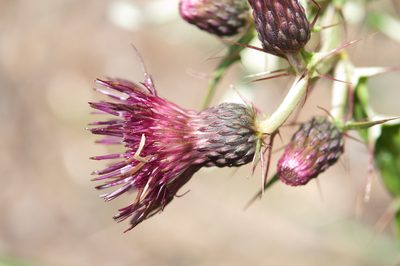 Cirsium suzukii, photographed by Cheng-Tao Lin