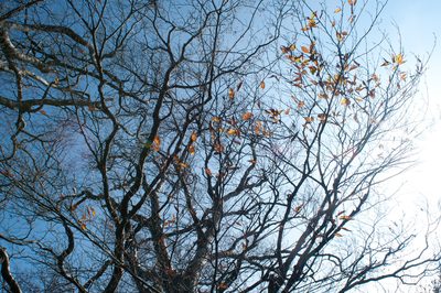 Fagus hayatae, photographed by Cheng-Tao Lin