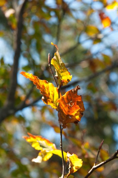 Fagus hayatae, photographed by Cheng-Tao Lin