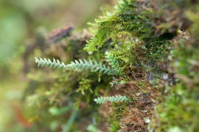 Micropolypodium okuboi, photographed by Cheng-Tao Lin