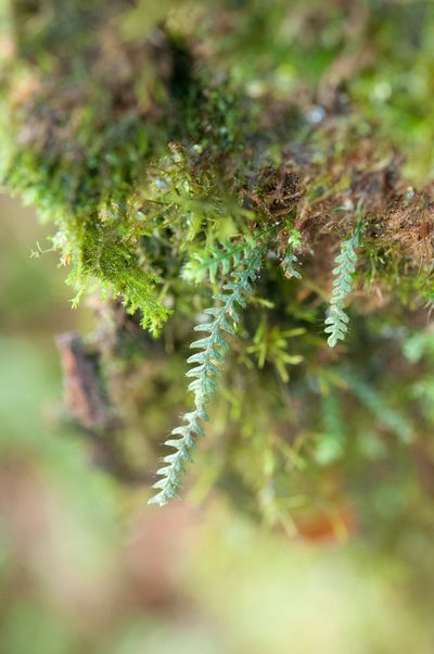 Micropolypodium okuboi, photographed by Cheng-Tao Lin