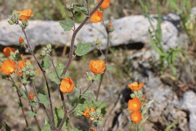 Sphaeralcea coulteri, photographed by Fluff Berger