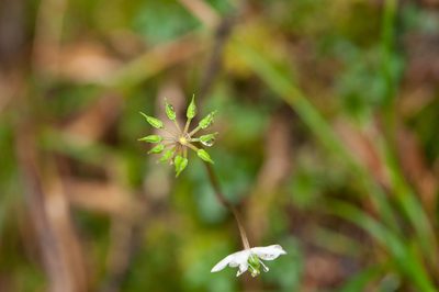 Coptis quinquefolia, photographed by Cheng-Tao Lin